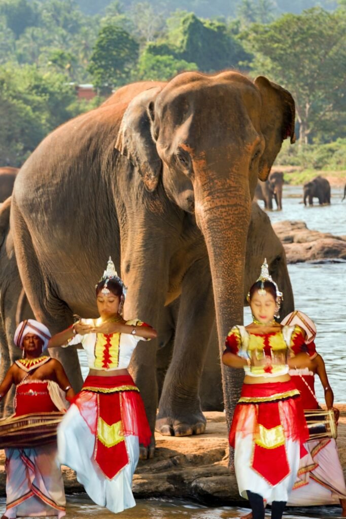 Pinnawala Elephant Orphanage