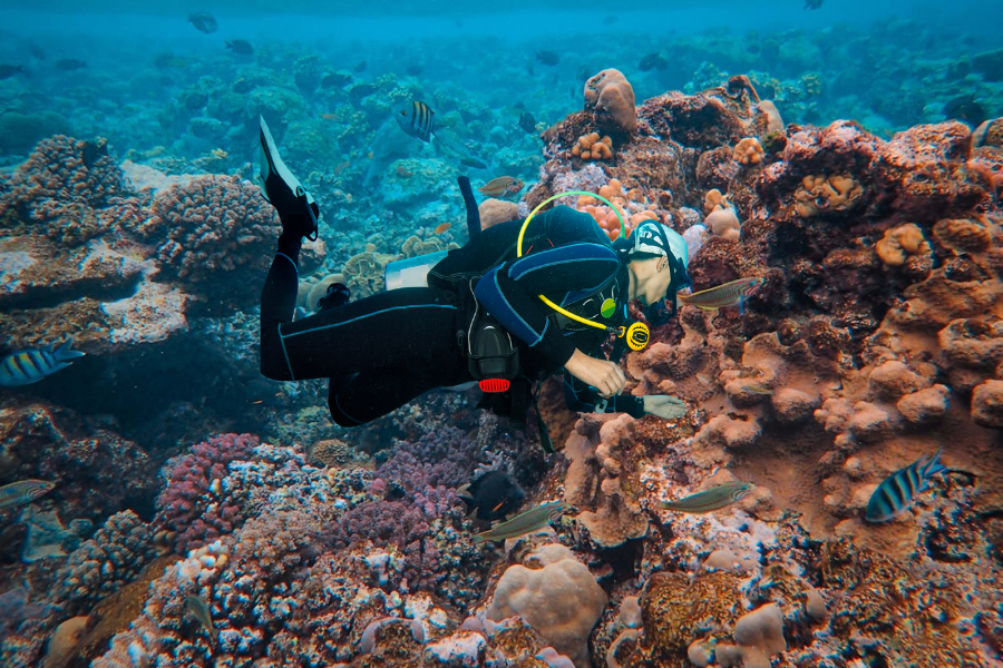 Great Barrier Reef in Australia